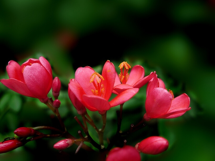 琴叶珊瑚（Jatropha integerrima）别名变叶珊瑚花、琴叶樱 、南洋樱 、日日樱 ，大戟科Euphorbiaceae痳疯树属，为常绿灌木，花红色，植物体有乳汁，乳汁有毒。原产于西印度群岛，在中国南方多有栽培。因其叶型似琴，而有名曰琴叶樱；而且长得像樱花，所以叫做日日樱，另一名称南洋樱的来由，则是因由南洋引进而称南洋樱。