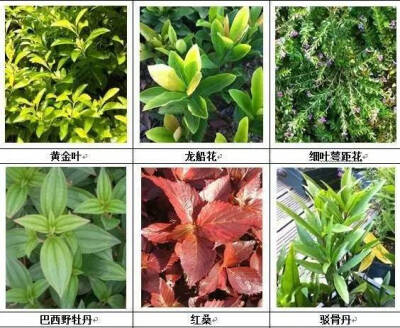 名师联 园林植物配植