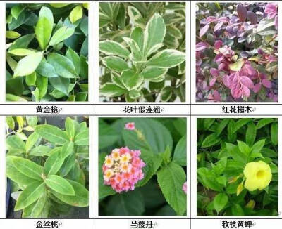 名师联 园林植物配植