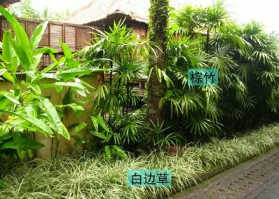 名师联 园林植物配植