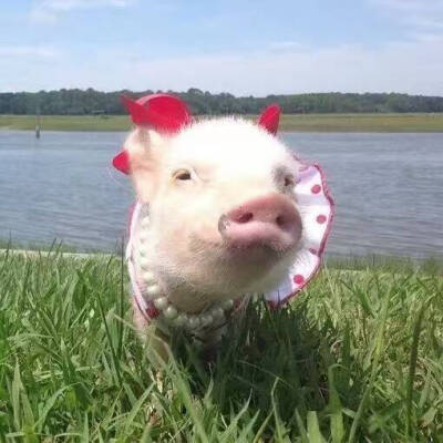 情侣卡通人物头像