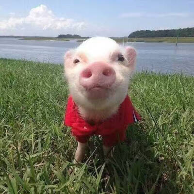 情侣卡通人物头像