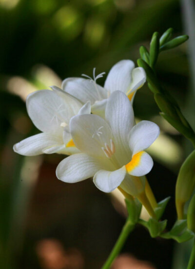 小苍兰，拉丁学名（freesia hybrida klatt）为鸢尾科香雪兰属，多年生球根花卉。叶子线形，质硬；早春开花，有黄、白、紫、红、粉红等色，穗状花序，花偏生一侧，筒中部以下狭细，裂片不等大，有芳香味。