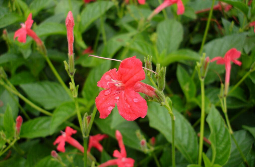 大花芦莉（学名Ruellia elegans），爵床科芦莉草属植物。原产巴西等南美洲国家。株高60～100公分。常绿小灌木。叶椭圆状披针形，叶面微卷、对生，盛开期春夏秋。腋生，花冠圆筒状，先端五裂，花色浓鲜桃红色，开花不断。