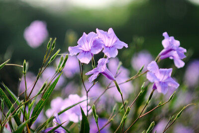 翠芦莉地下根茎蔓延生长，形成交织的水平根茎网，其上生有芽，芽向上长出地上苗，并相应的生出不定根，形成新的植株。茎略呈方形，具沟槽，红褐色。单花寿命短，清晨开放，黄昏凋谢。蒴果长形，先为绿色，成熟后转为…