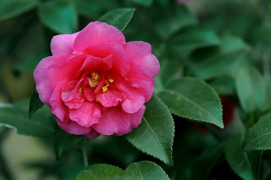 茶梅（Camellia sasanqua Thunb.）是山茶科、山茶属小乔木，嫩枝有毛。叶革质，椭圆形，上面发亮，下面褐绿色，网脉不显著；边缘有细锯齿，叶柄稍被残毛。花大小不一，苞片及萼片被柔毛；花瓣阔倒卵形，雄蕊离生，子房被茸毛，蒴果球形，种子褐色，无毛。