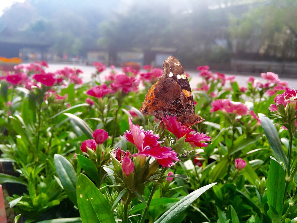 蝶恋花