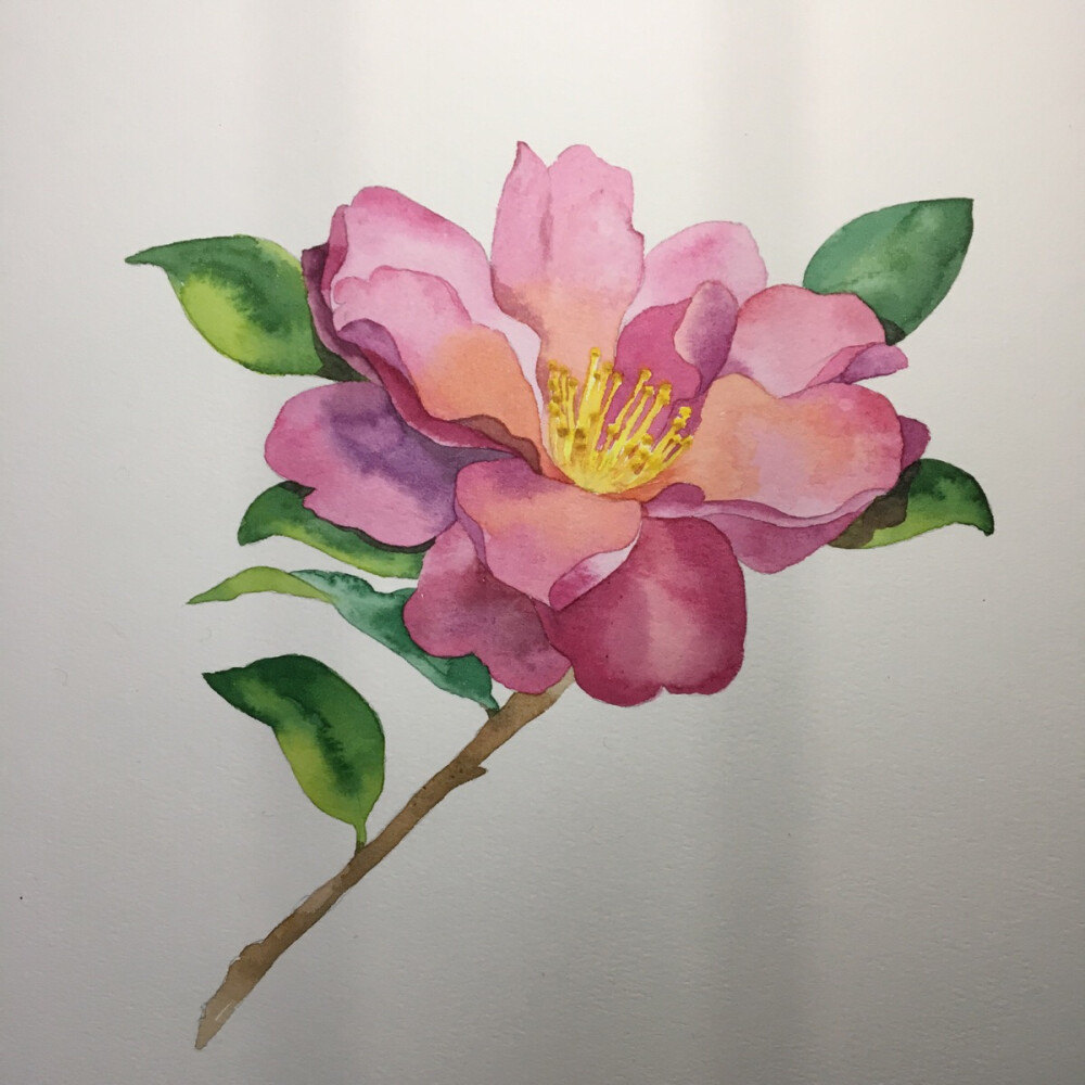 茶花写生；水彩画；花；插画，绘画，绘制。唯美花绘