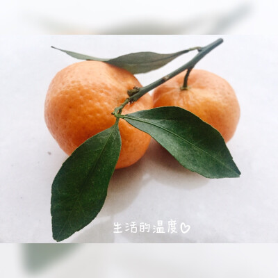 生活的温度/晚餐水果