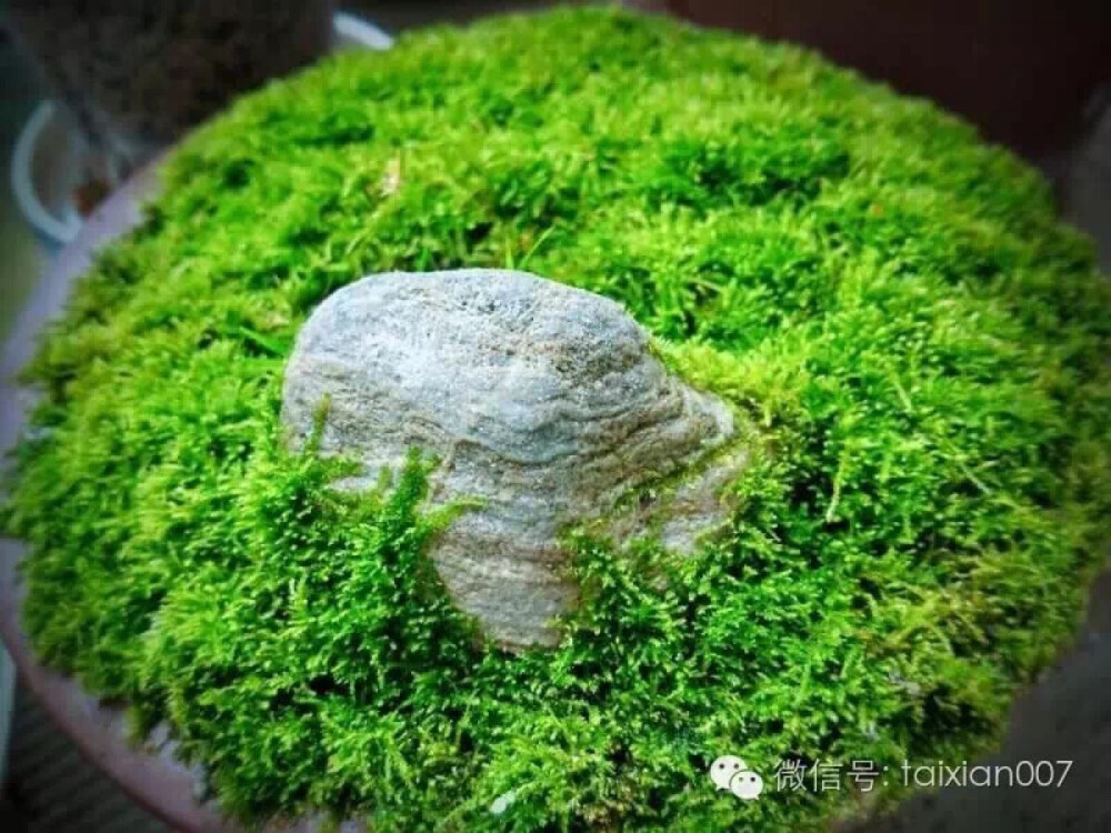 苔盆栽