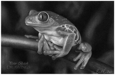 素描青蛙 ·超写实铅笔画·