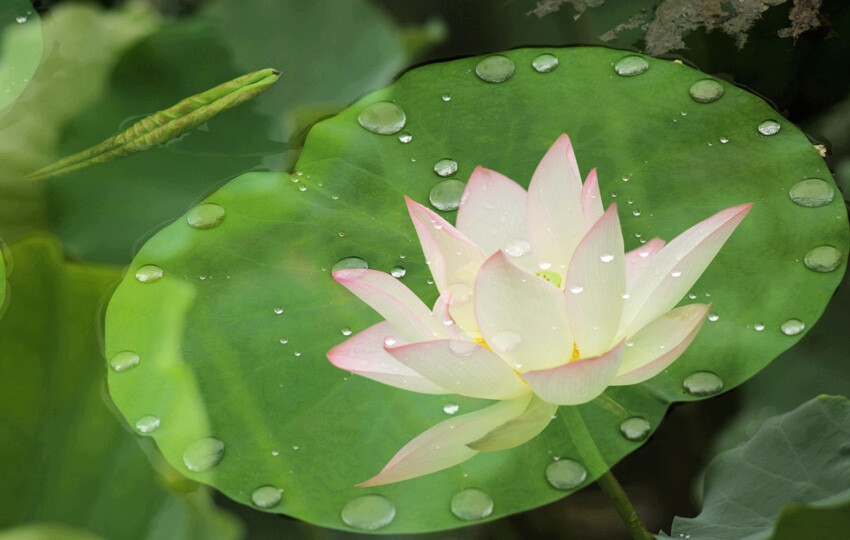 雨后荷花 