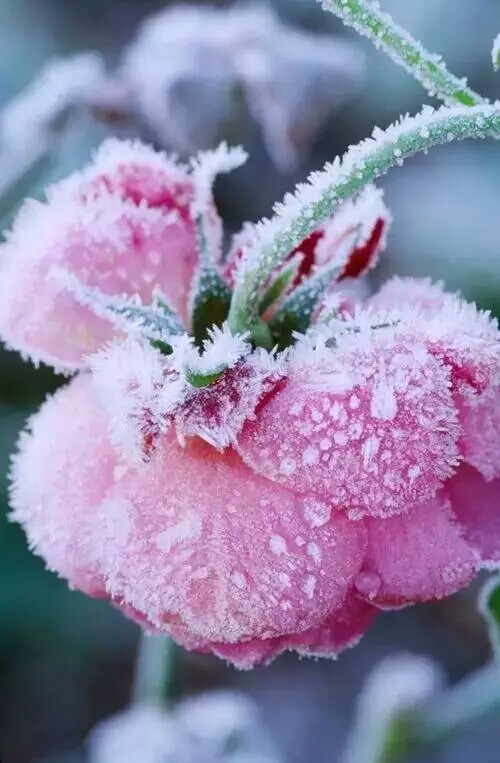 雪中花