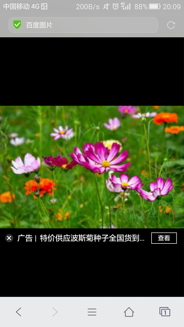 波斯菊（格桑花）