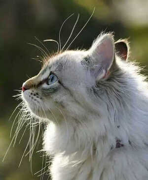来自瑞典的西伯利亚猫，Flora