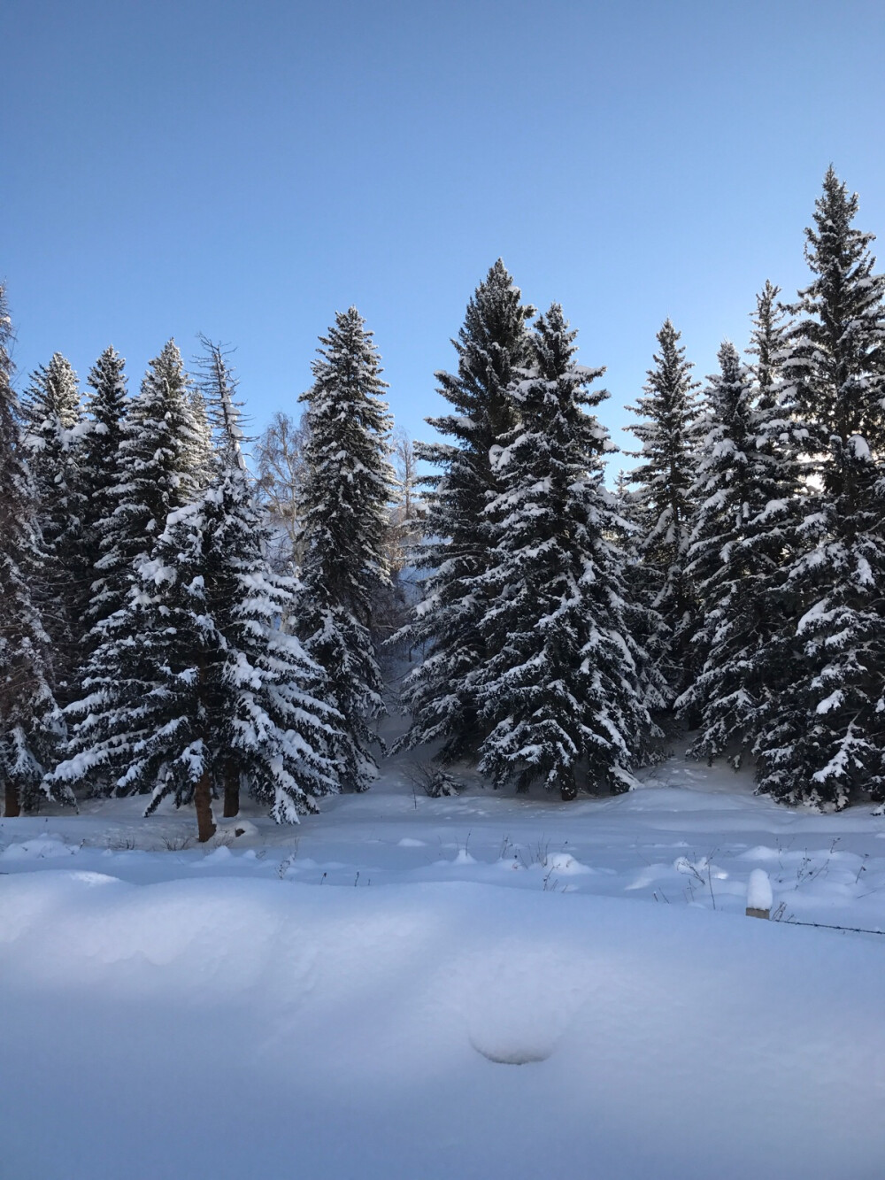 冬雪