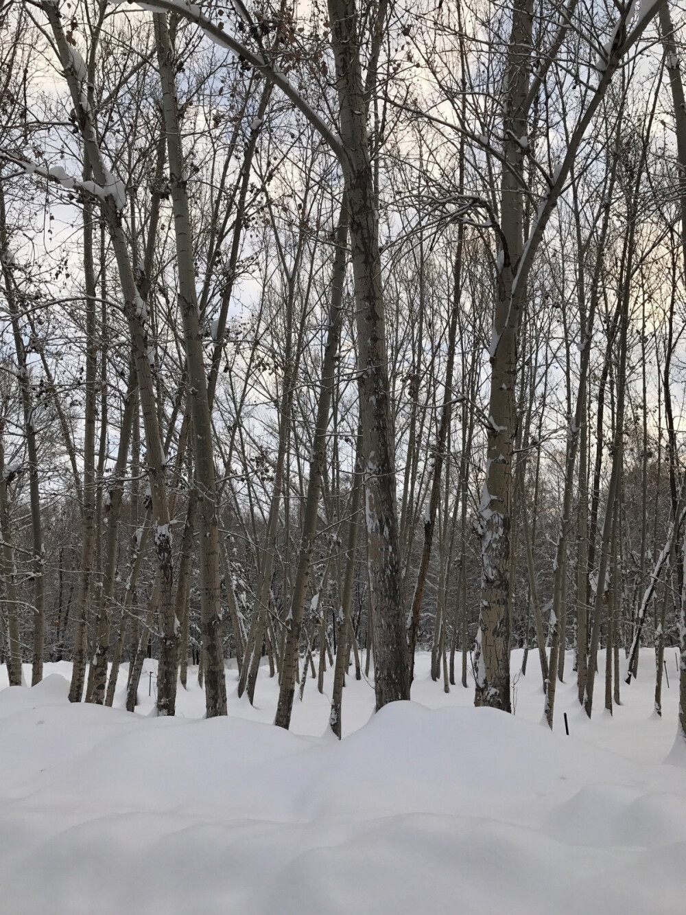 雪后的清晨