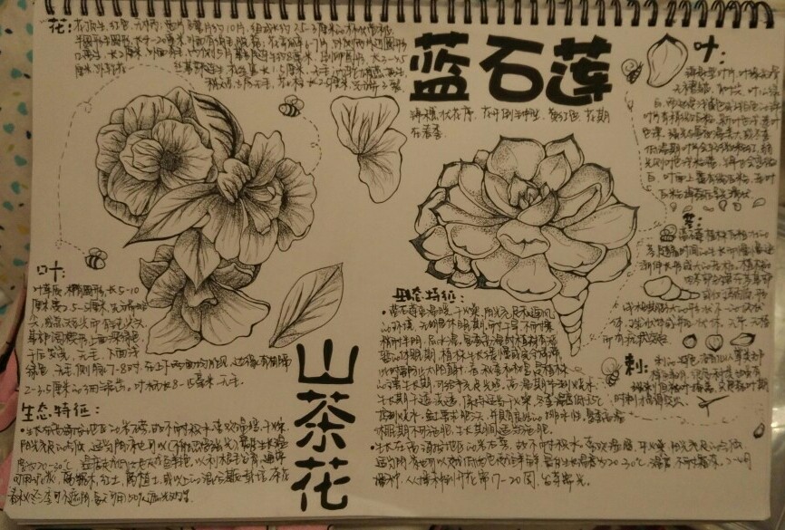 设计 花卉 文字分析