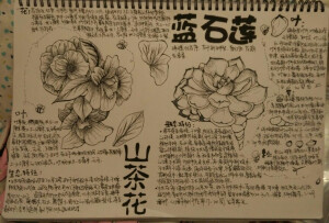 设计  花卉  文字分析