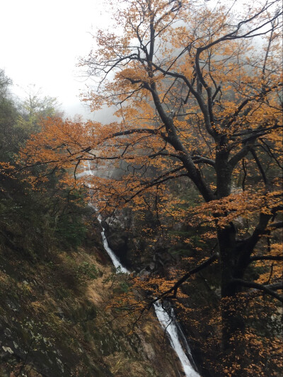 临安大明山 皇后树