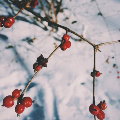 北陵公园雪后。