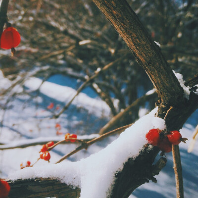 北陵公园雪后。