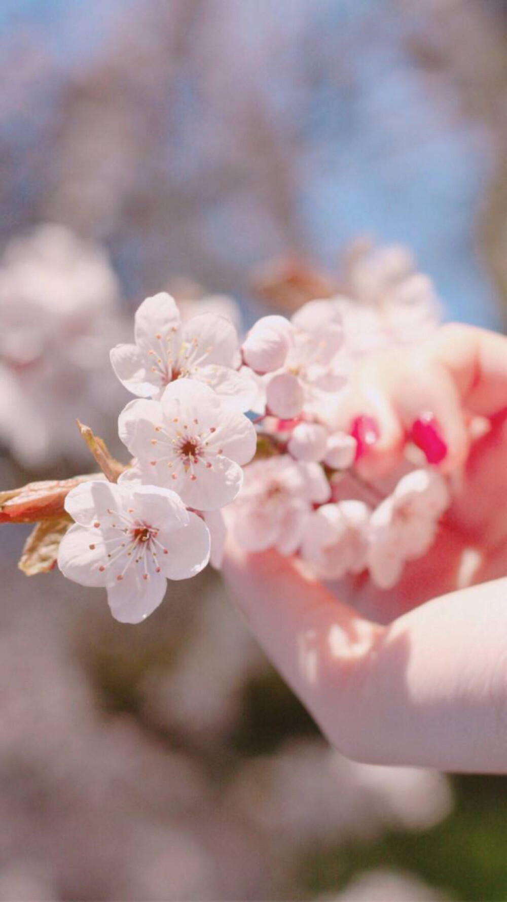 SA家 壁纸 素材 照片 手 桃花