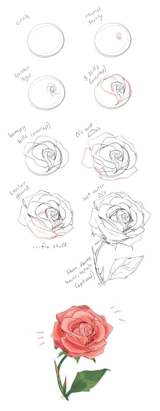 玫瑰花过程图