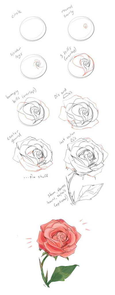 玫瑰花过程图