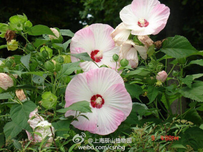 芙蓉葵Hibiscus moscheutos，锦葵科木槿属宿根草本，别名草芙蓉、美国芙蓉等，原产美国东部。虽说是草本，但本种却能高达1-2.5米，枝干半木质化，俨然一副灌木的姿态。最有特点的是其大如“脸盘”的花朵，有些品种花…