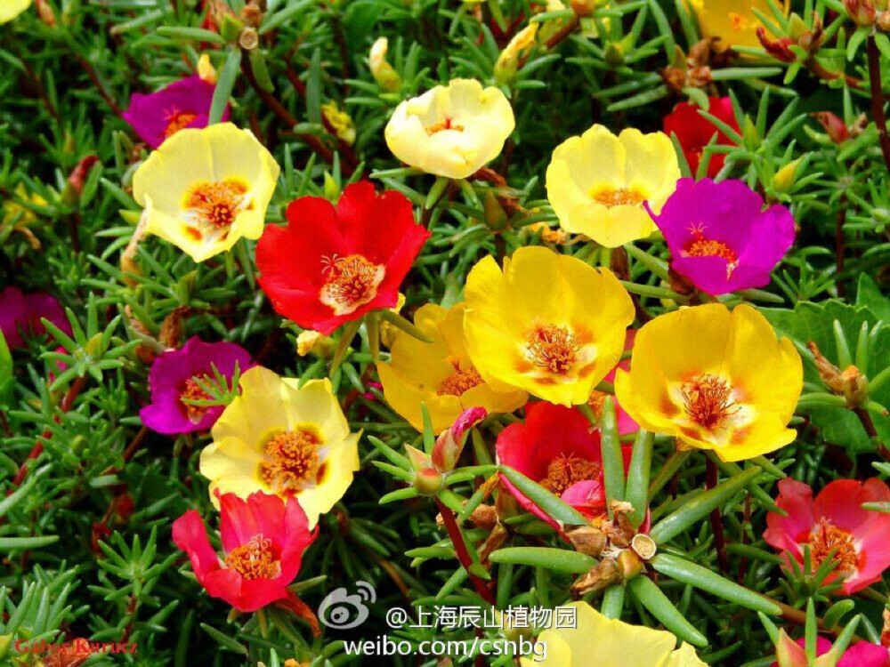 大花马齿苋Portulaca grandiflora，又名半支莲、死不了，马齿苋科马齿苋属一年生草本，原产巴西。大花马齿苋见阳光花开，早、晚、阴天闭合，故又有太阳花、午时花之名。又因叶片细圆似松针，花如牡丹，又名松叶牡丹。本种园艺品种众多，是花坛、花境及草坪边缘的优良镶边材料