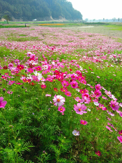 波斯菊