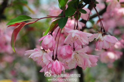 垂丝海棠Malus halliana，蔷薇科苹果属落叶小乔木，嫩枝、嫩叶均带紫红色。花粉红，下垂，早春期间开放，花繁色艳甚为美丽，是著名的庭园观赏花木，各地常见栽培供观赏用，有重瓣、白花等变种。