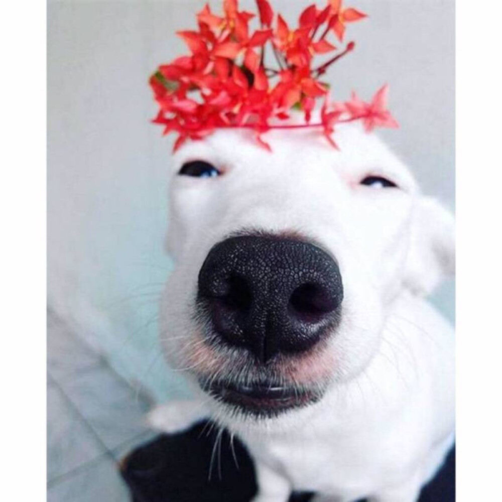 它最厉害就是装花痴,一见到花就心花怒放,咬,放上鼻子上,还会wink,露