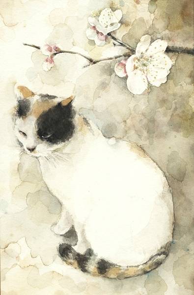 日本山田绿，喜欢猫，画大多数都是关于猫的