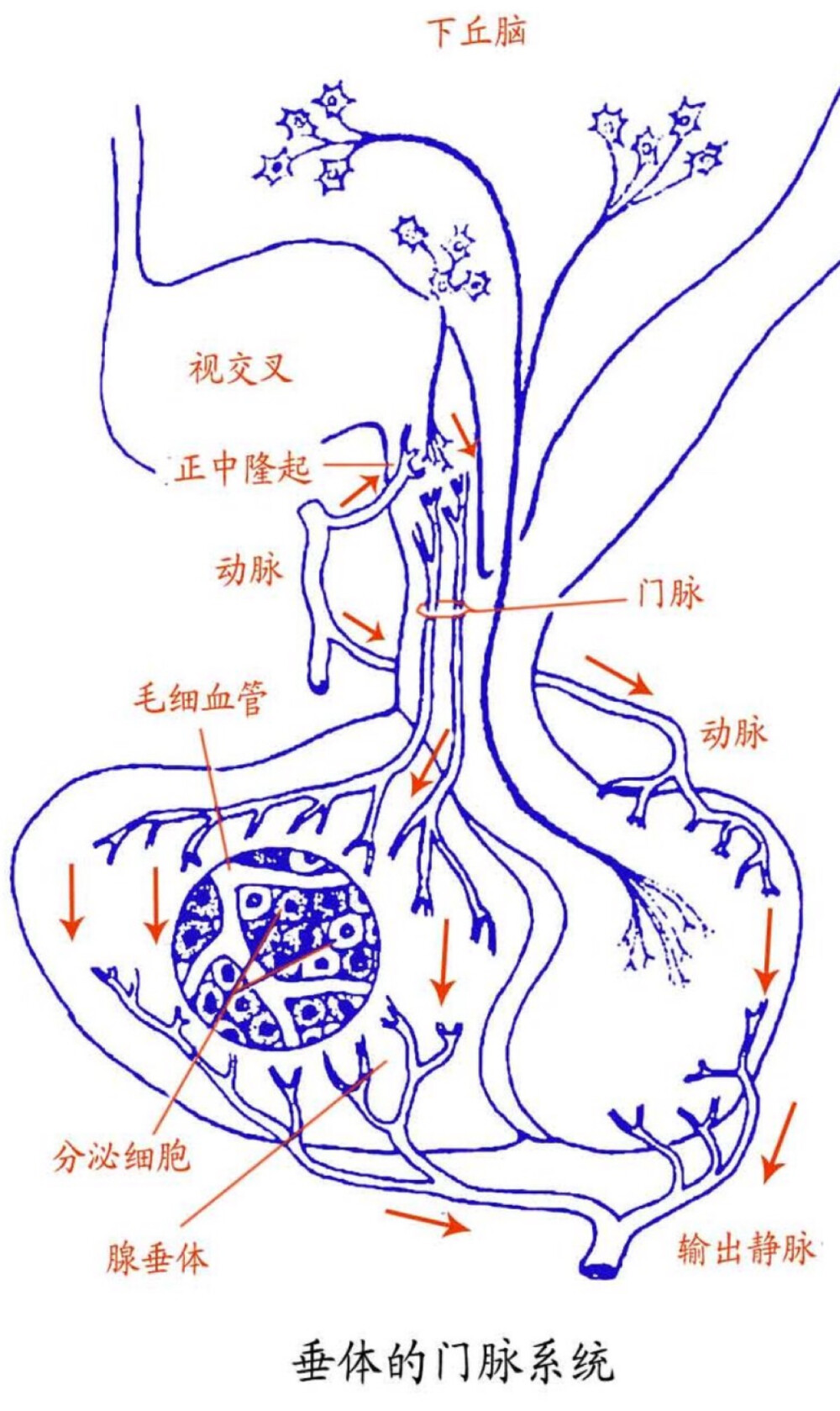 垂体的门脉系统