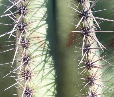 仙人掌 | 仙人球 | Cactus | 植物 | 插画 | 壁纸 | 摄影 | Instagram