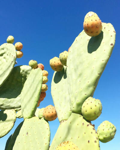 仙人掌 | 仙人球 | Cactus | 植物 | 插画 | 壁纸 | 摄影 | Instagram