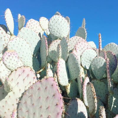 仙人掌 | 仙人球 | Cactus | 植物 | 插画 | 壁纸 | 摄影 | Instagram