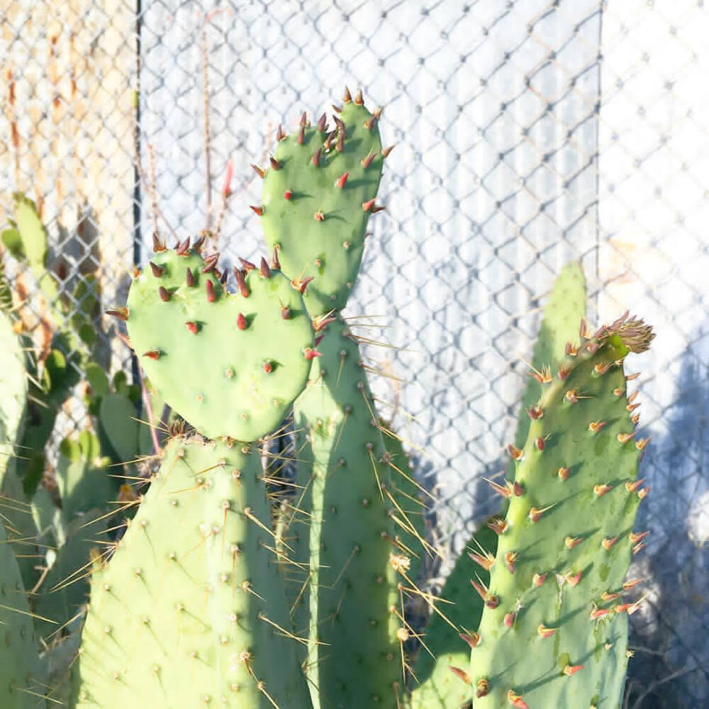 仙人掌 | 仙人球 | Cactus | 植物 | 插画 | 壁纸 | 摄影 | Instagram