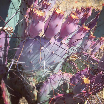 仙人掌 | 仙人球 | Cactus | 植物 | 插画 | 壁纸 | 摄影 | Instagram