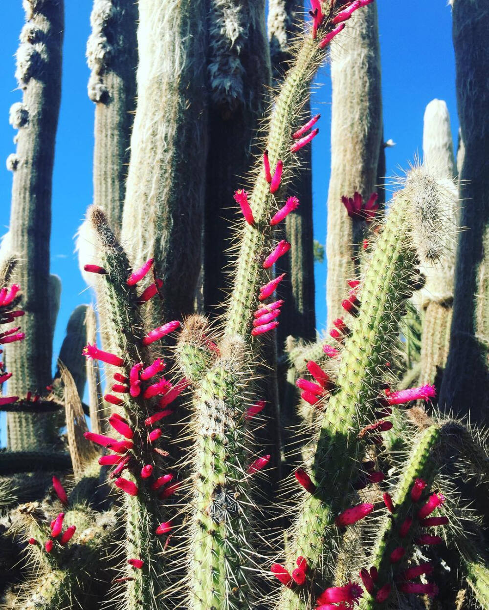 仙人掌 | 仙人球 | Cactus | 植物 | 插画 | 壁纸 | 摄影 | Instagram