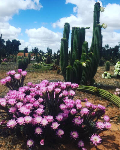 仙人掌 | 仙人球 | Cactus | 植物 | 插画 | 壁纸 | 摄影 | Instagram