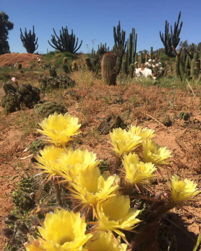 仙人掌 | 仙人球 | Cactus | 植物 | 插画 | 壁纸 | 摄影 | Instagram