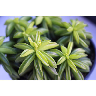 多肉植物 | Succulent | 摄影 | Instagram | 盆栽 