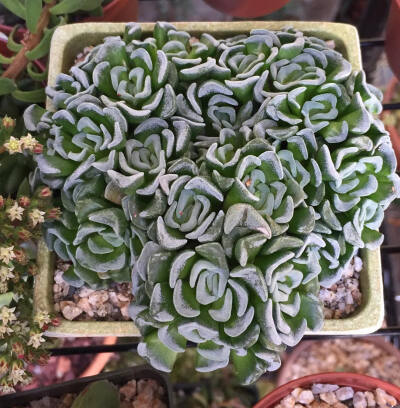 多肉植物 | Succulent | 摄影 | Instagram | 盆栽 