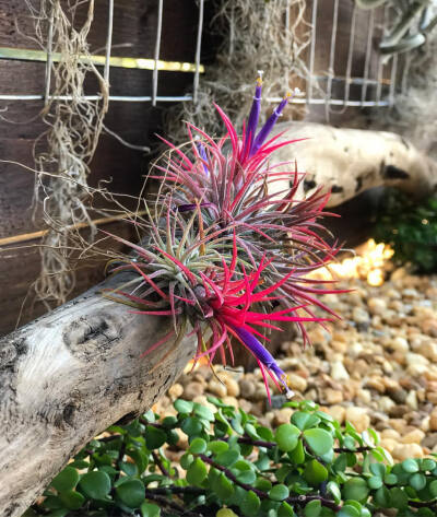 空气凤梨 | 空凤 | 懒人植物 | Air plant | Tillandsia