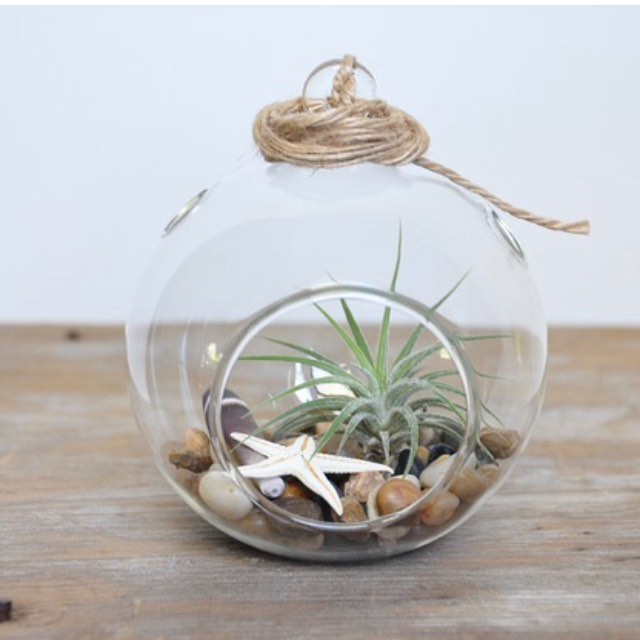 空气凤梨 | 空凤 | 懒人植物 | Air plant | Tillandsia