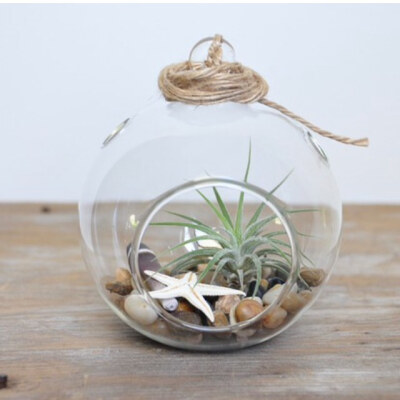 空气凤梨 | 空凤 | 懒人植物 | Air plant | Tillandsia