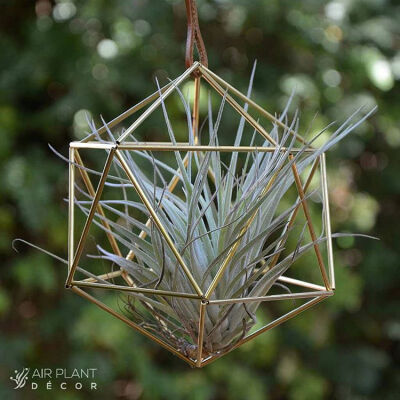 空气凤梨 | 空凤 | 懒人植物 | Air plant | Tillandsia